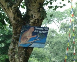 Nepal - I think the only place I have been thus far that has a pool exclusively for monkeys.